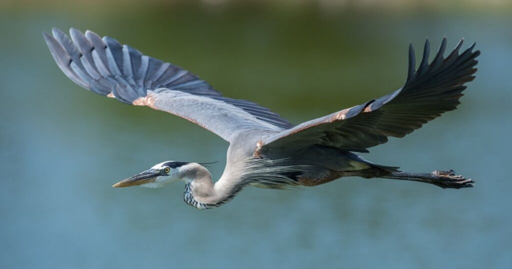 blue heron flying